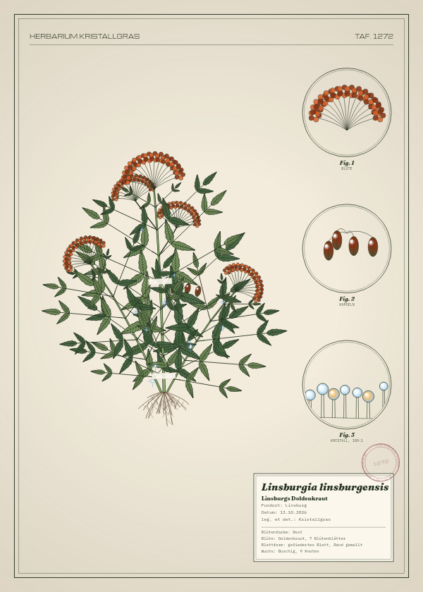 Botanische Tafel: Linsburgia linsburgensis, eine erfundene Pflanze aus Linsburg, gezeichnet wie in einem alten Pflanzenatlas