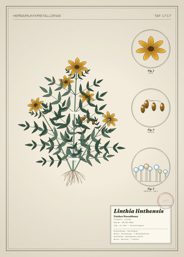 Botanische Tafel: Linthia linthensis, eine erfundene Pflanze aus Linthe, gezeichnet wie in einem alten Pflanzenatlas