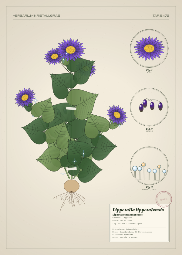 Botanische Tafel: Lippetalia lippetalensis, eine erfundene Pflanze aus Lippetal, gezeichnet wie in einem alten Pflanzenatlas