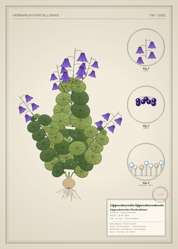 Botanische Tafel: Lipprechterodia lipprechterodensis, eine erfundene Pflanze aus Lipprechterode, gezeichnet wie in einem alten Pflanzenatlas