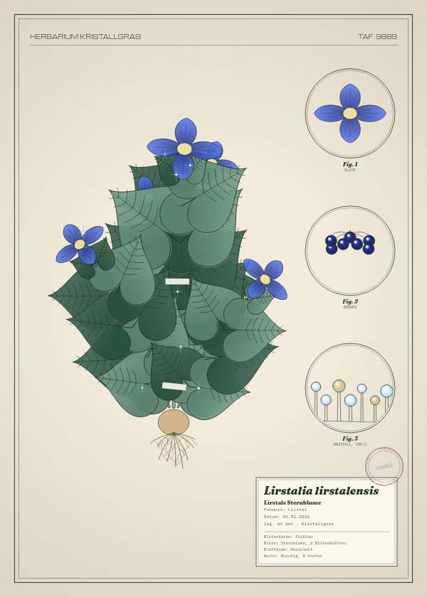 Botanische Tafel: Lirstalia lirstalensis, eine erfundene Pflanze aus Lirstal, gezeichnet wie in einem alten Pflanzenatlas