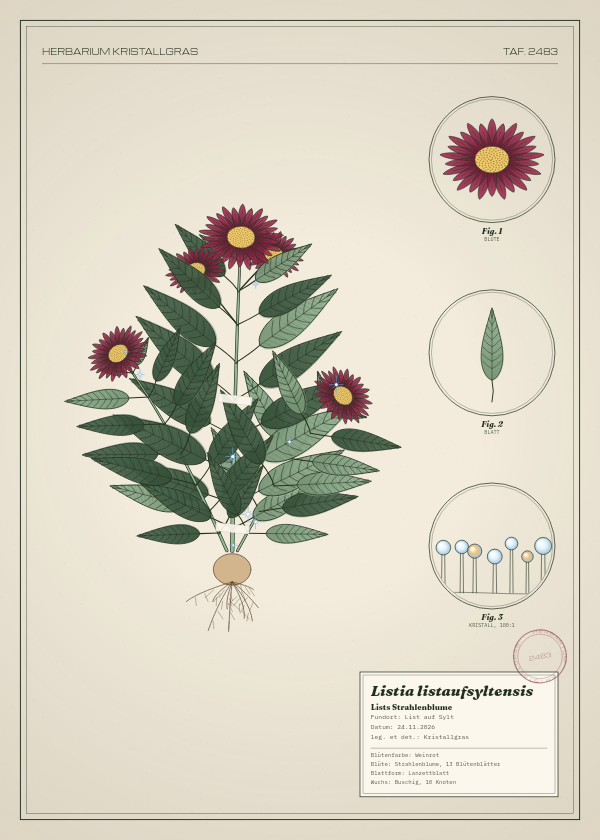 Botanische Tafel: Listia listaufsyltensis, eine erfundene Pflanze aus List auf Sylt, gezeichnet wie in einem alten Pflanzenatlas