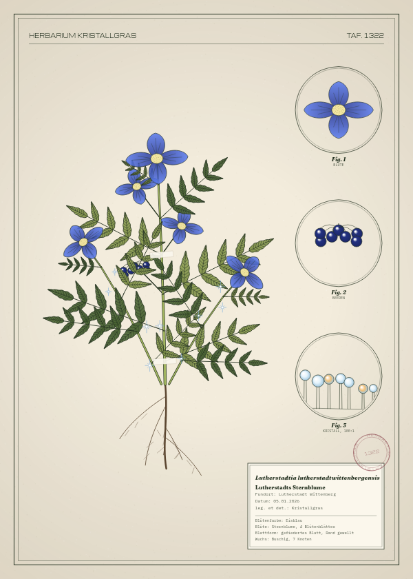 Botanische Tafel: Lutherstadtia lutherstadtwittenbergensis, eine erfundene Pflanze aus Lutherstadt Wittenberg, gezeichnet wie in einem alten Pflanzenatlas