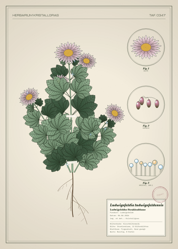 Botanische Tafel: Ludwigsfeldia ludwigsfeldensis, eine erfundene Pflanze aus Ludwigsfelde, gezeichnet wie in einem alten Pflanzenatlas