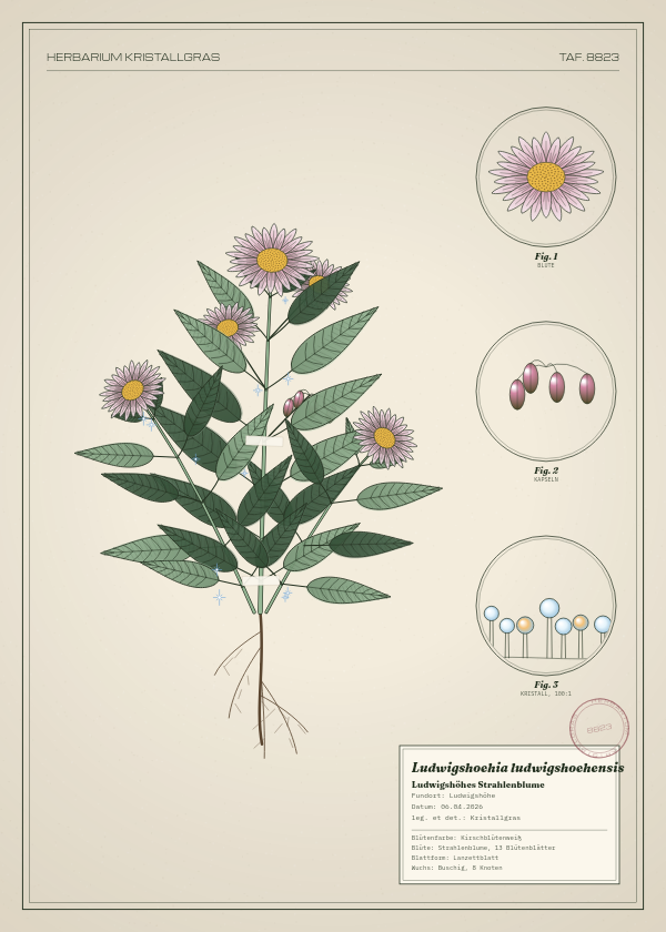 Botanische Tafel: Ludwigshoehia ludwigshoehensis, eine erfundene Pflanze aus Ludwigshöhe, gezeichnet wie in einem alten Pflanzenatlas