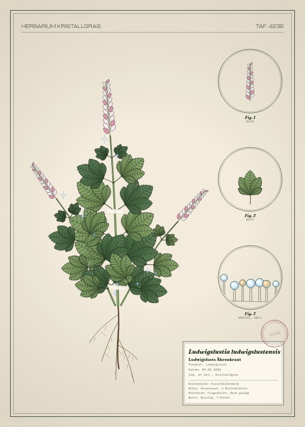 Botanische Tafel: Ludwigslustia ludwigslustensis, eine erfundene Pflanze aus Ludwigslust, gezeichnet wie in einem alten Pflanzenatlas