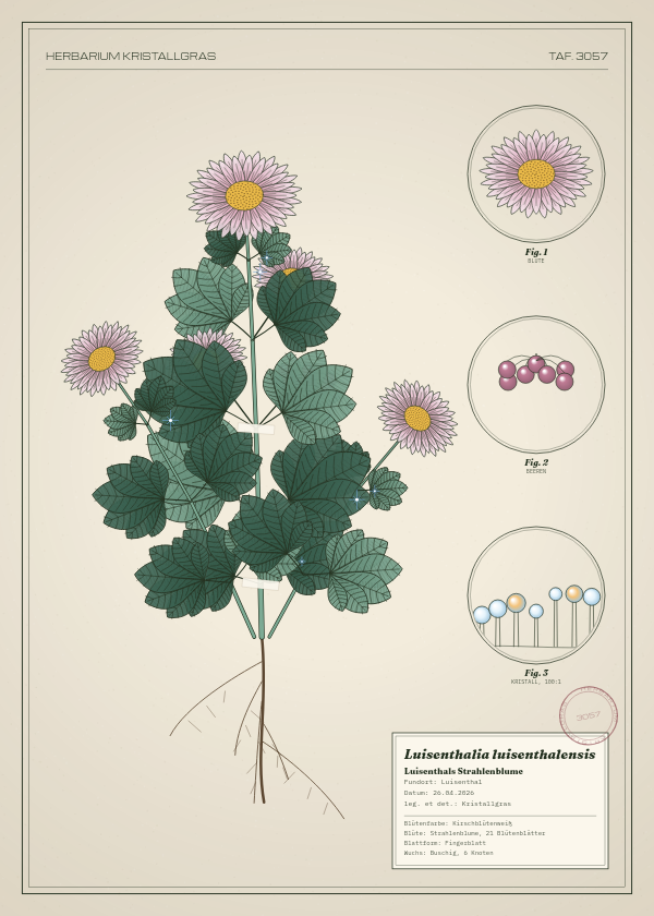 Botanische Tafel: Luisenthalia luisenthalensis, eine erfundene Pflanze aus Luisenthal, gezeichnet wie in einem alten Pflanzenatlas