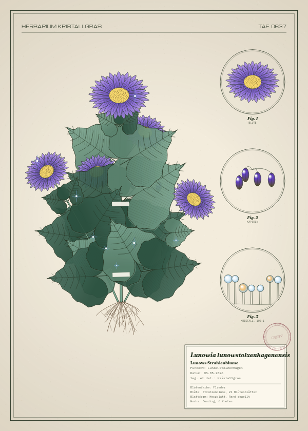 Botanische Tafel: Lunowia lunowstolzenhagenensis, eine erfundene Pflanze aus Lunow-Stolzenhagen, gezeichnet wie in einem alten Pflanzenatlas