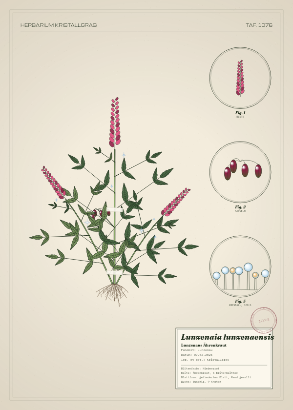 Botanische Tafel: Lunzenaia lunzenaensis, eine erfundene Pflanze aus Lunzenau, gezeichnet wie in einem alten Pflanzenatlas