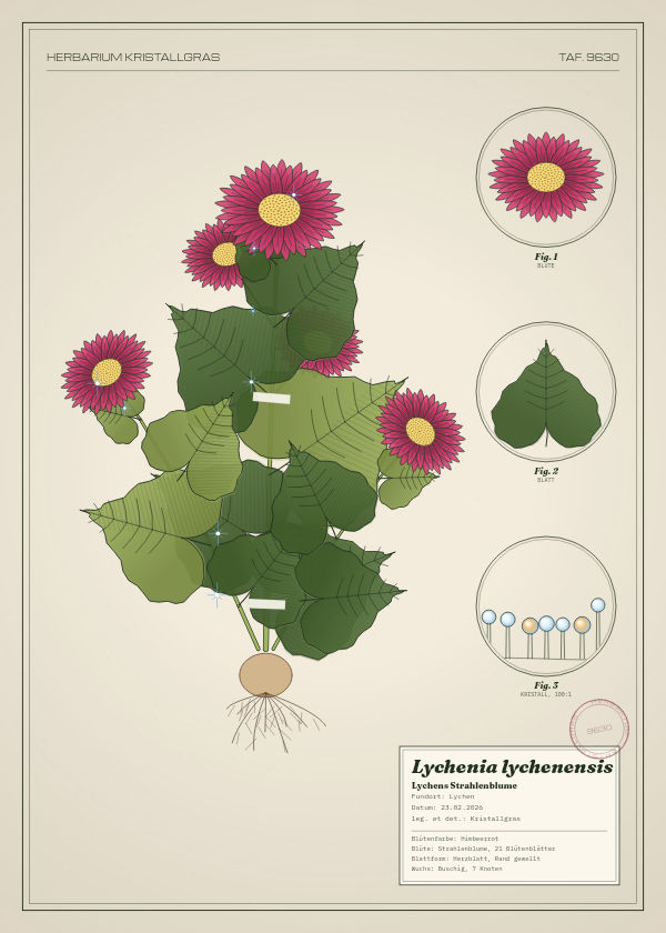 Botanische Tafel: Lychenia lychenensis, eine erfundene Pflanze aus Lychen, gezeichnet wie in einem alten Pflanzenatlas