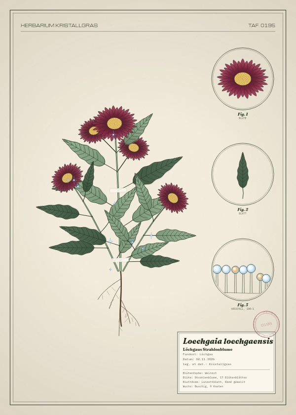 Botanische Tafel: Loechgaia loechgaensis, eine erfundene Pflanze aus Löchgau, gezeichnet wie in einem alten Pflanzenatlas