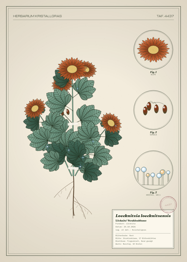 Botanische Tafel: Loecknitzia loecknitzensis, eine erfundene Pflanze aus Löcknitz, gezeichnet wie in einem alten Pflanzenatlas