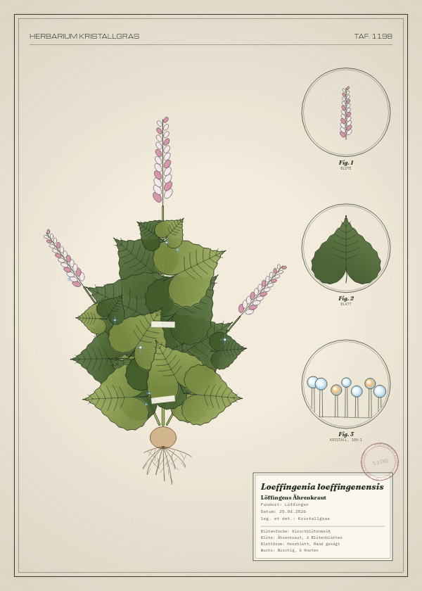 Botanische Tafel: Loeffingenia loeffingenensis, eine erfundene Pflanze aus Löffingen, gezeichnet wie in einem alten Pflanzenatlas