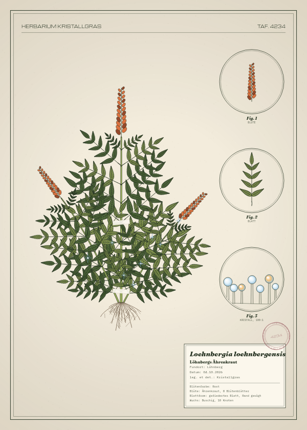 Botanische Tafel: Loehnbergia loehnbergensis, eine erfundene Pflanze aus Löhnberg, gezeichnet wie in einem alten Pflanzenatlas