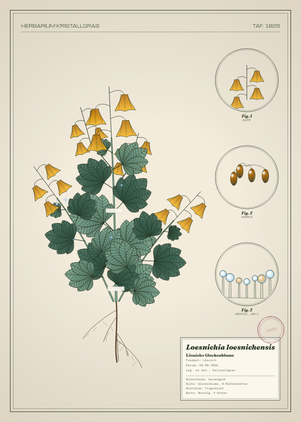 Botanische Tafel: Loesnichia loesnichensis, eine erfundene Pflanze aus Lösnich, gezeichnet wie in einem alten Pflanzenatlas