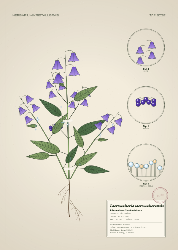Botanische Tafel: Loerzweileria loerzweilerensis, eine erfundene Pflanze aus Lörzweiler, gezeichnet wie in einem alten Pflanzenatlas
