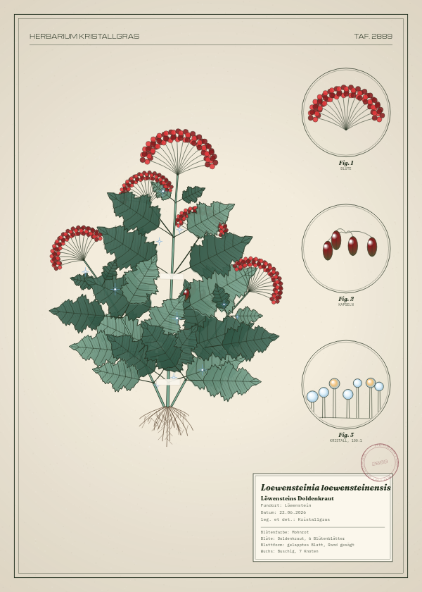 Botanische Tafel: Loewensteinia loewensteinensis, eine erfundene Pflanze aus Löwenstein, gezeichnet wie in einem alten Pflanzenatlas