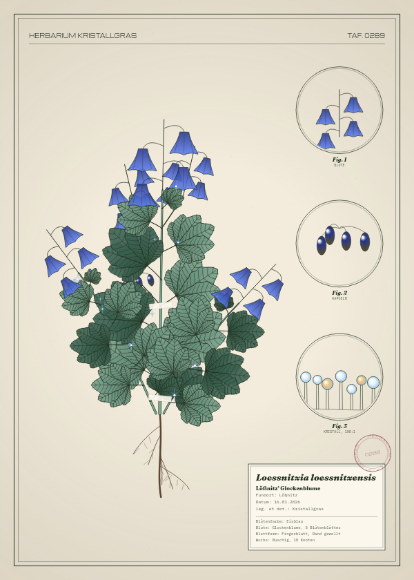 Botanische Tafel: Loessnitzia loessnitzensis, eine erfundene Pflanze aus Lößnitz, gezeichnet wie in einem alten Pflanzenatlas