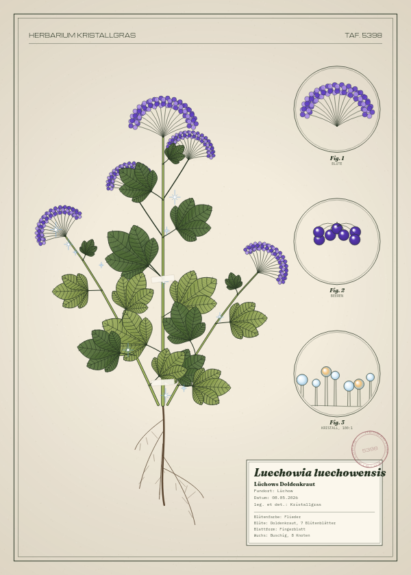Botanische Tafel: Luechowia luechowensis, eine erfundene Pflanze aus Lüchow, gezeichnet wie in einem alten Pflanzenatlas