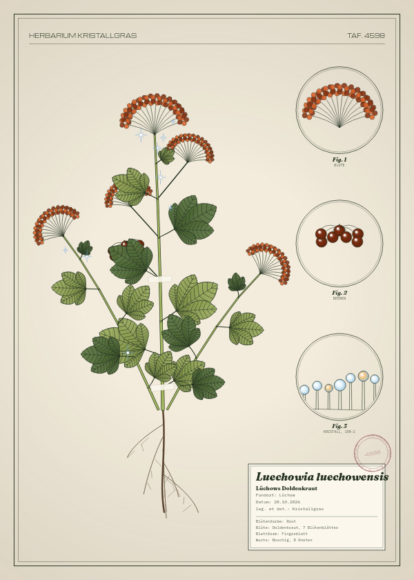 Botanische Tafel: Luechowia luechowensis, eine erfundene Pflanze aus Lüchow, gezeichnet wie in einem alten Pflanzenatlas
