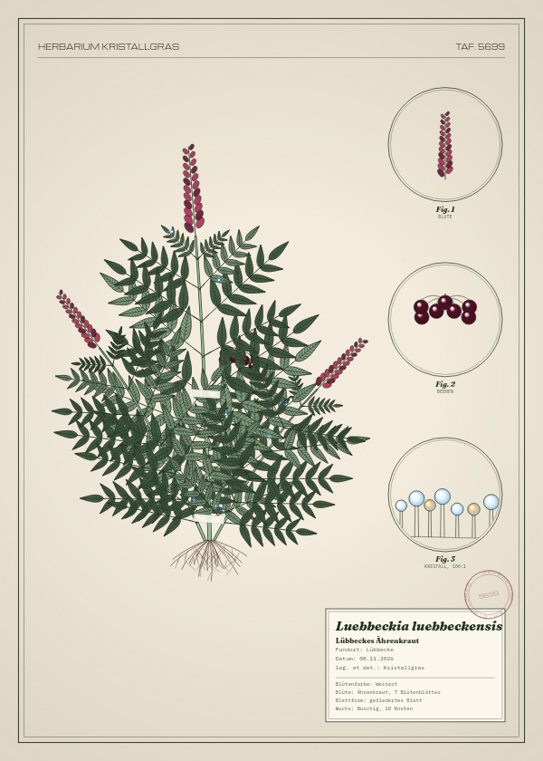 Botanische Tafel: Luebbeckia luebbeckensis, eine erfundene Pflanze aus Lübbecke, gezeichnet wie in einem alten Pflanzenatlas
