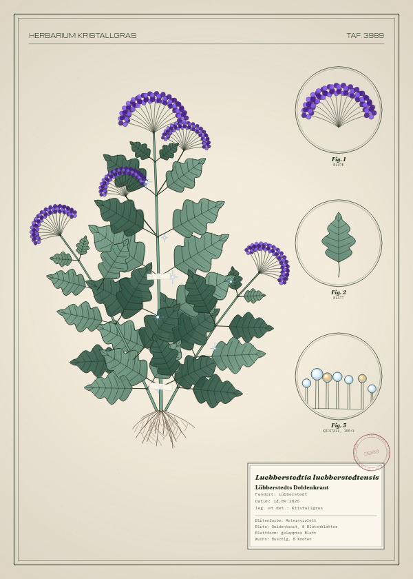 Botanische Tafel: Luebberstedtia luebberstedtensis, eine erfundene Pflanze aus Lübberstedt, gezeichnet wie in einem alten Pflanzenatlas