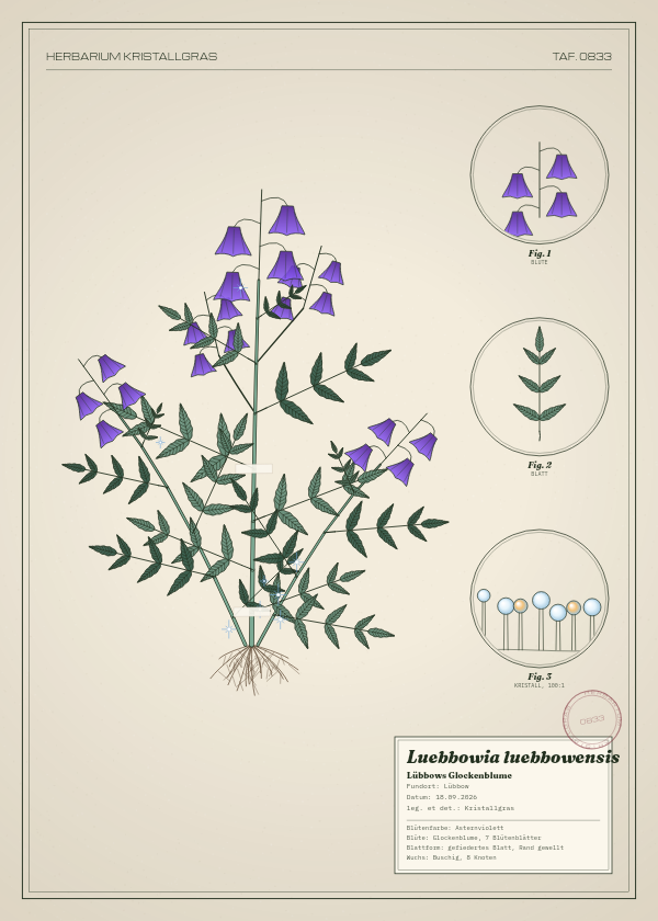 Botanische Tafel: Luebbowia luebbowensis, eine erfundene Pflanze aus Lübbow, gezeichnet wie in einem alten Pflanzenatlas