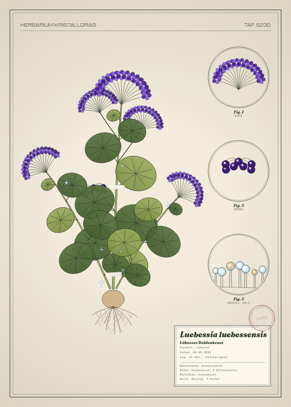 Botanische Tafel: Luebessia luebessensis, eine erfundene Pflanze aus Lübesse, gezeichnet wie in einem alten Pflanzenatlas