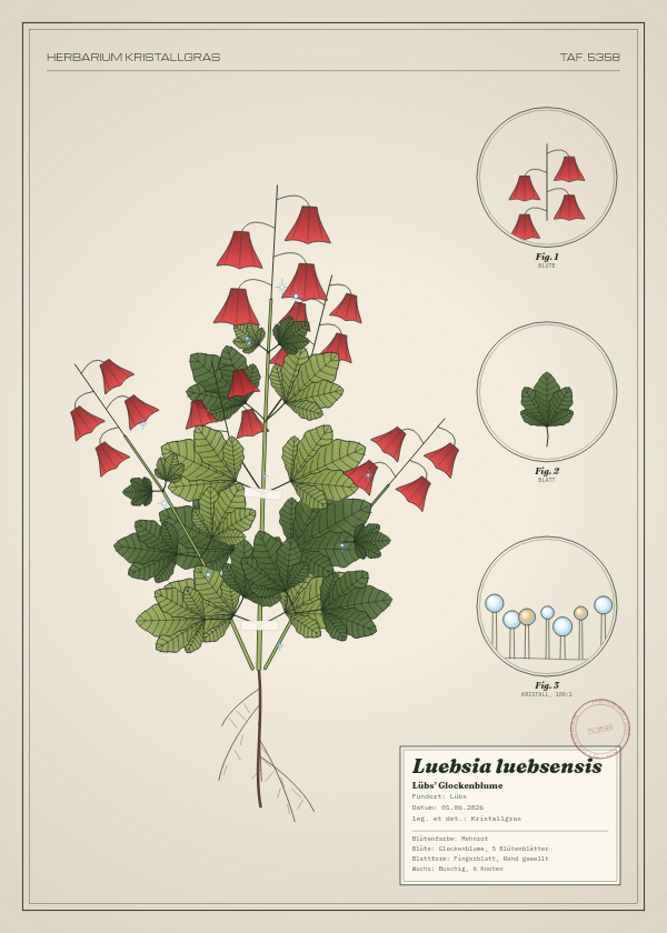 Botanische Tafel: Luebsia luebsensis, eine erfundene Pflanze aus Lübs, gezeichnet wie in einem alten Pflanzenatlas