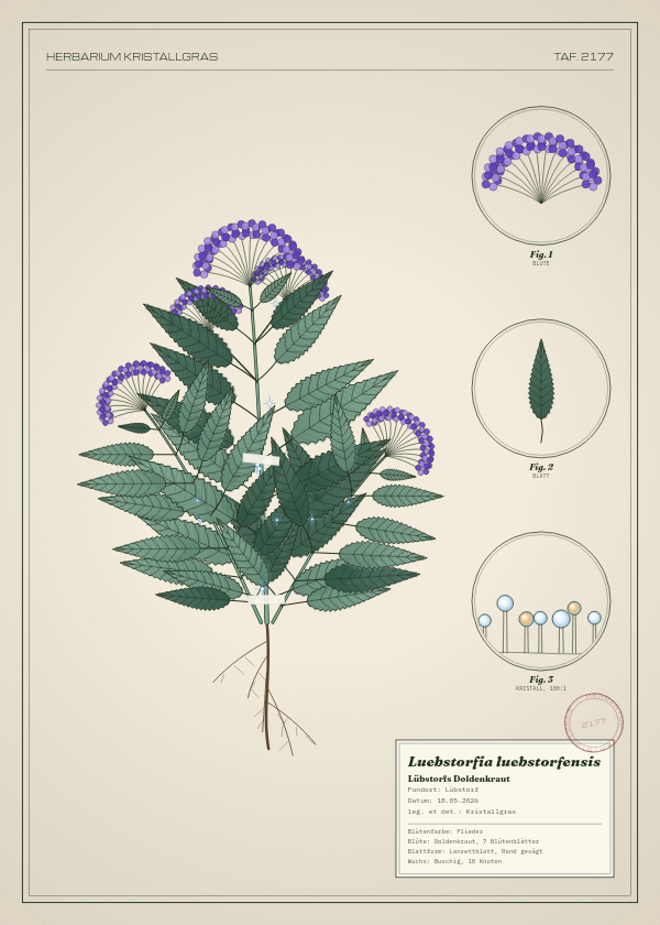 Botanische Tafel: Luebstorfia luebstorfensis, eine erfundene Pflanze aus Lübstorf, gezeichnet wie in einem alten Pflanzenatlas