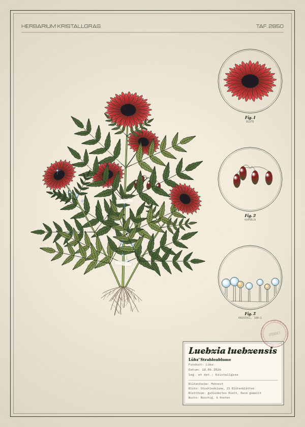 Botanische Tafel: Luebzia luebzensis, eine erfundene Pflanze aus Lübz, gezeichnet wie in einem alten Pflanzenatlas