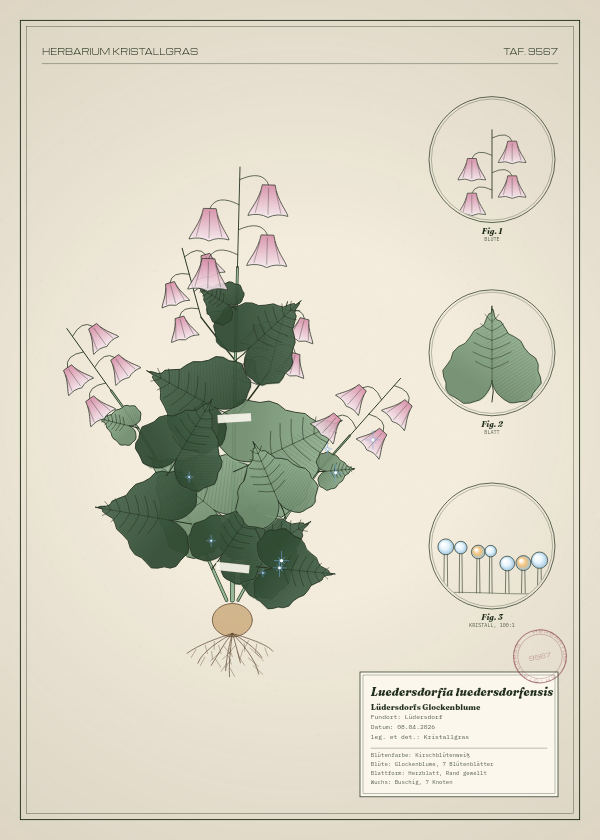 Botanische Tafel: Luedersdorfia luedersdorfensis, eine erfundene Pflanze aus Lüdersdorf, gezeichnet wie in einem alten Pflanzenatlas