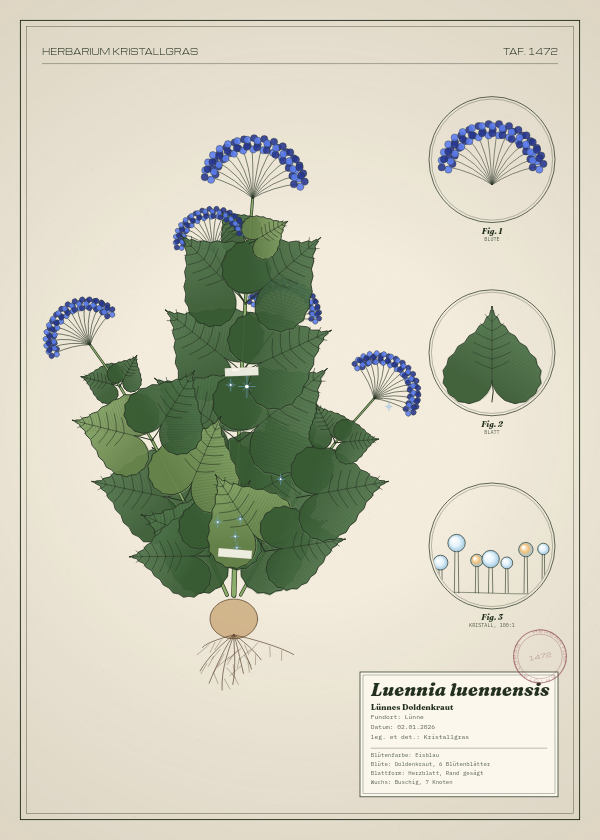 Botanische Tafel: Luennia luennensis, eine erfundene Pflanze aus Lünne, gezeichnet wie in einem alten Pflanzenatlas