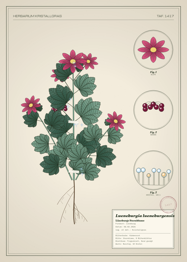 Botanische Tafel: Lueneburgia lueneburgensis, eine erfundene Pflanze aus Lüneburg, gezeichnet wie in einem alten Pflanzenatlas