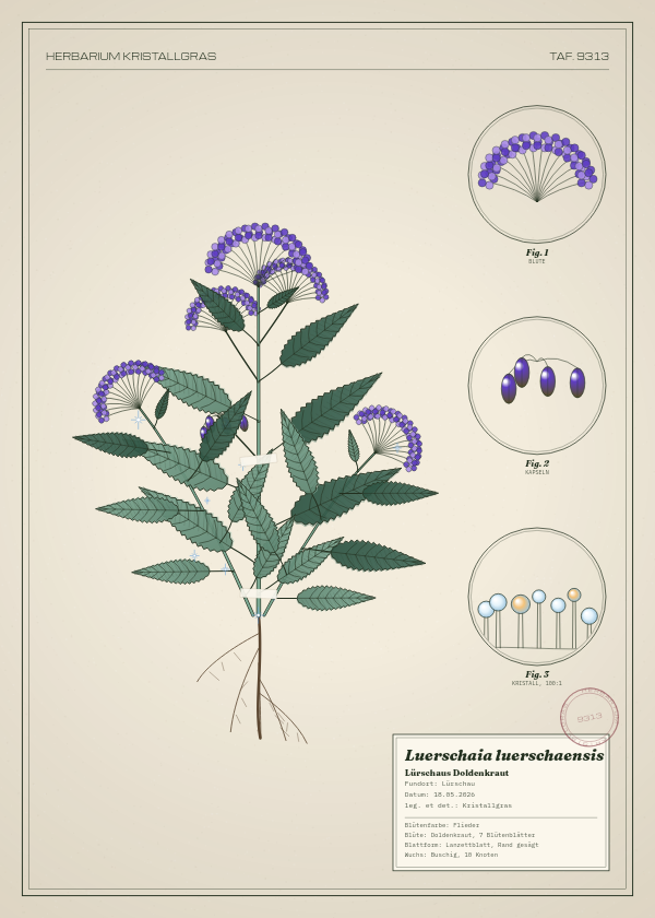Botanische Tafel: Luerschaia luerschaensis, eine erfundene Pflanze aus Lürschau, gezeichnet wie in einem alten Pflanzenatlas