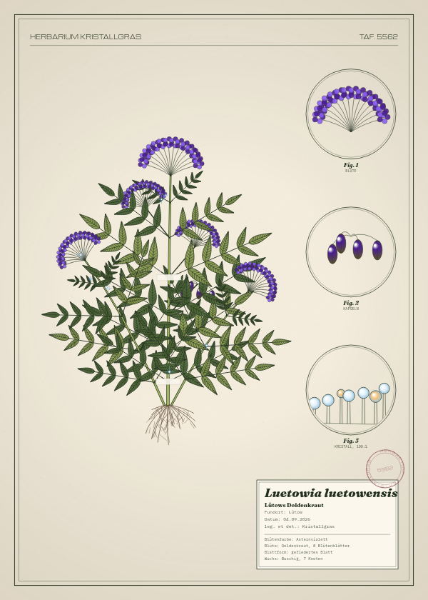 Botanische Tafel: Luetowia luetowensis, eine erfundene Pflanze aus Lütow, gezeichnet wie in einem alten Pflanzenatlas
