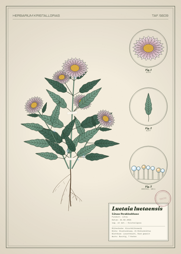 Botanische Tafel: Luetaia luetaensis, eine erfundene Pflanze aus Lütau, gezeichnet wie in einem alten Pflanzenatlas