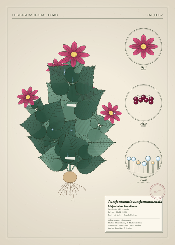 Botanische Tafel: Luetjenholmia luetjenholmensis, eine erfundene Pflanze aus Lütjenholm, gezeichnet wie in einem alten Pflanzenatlas