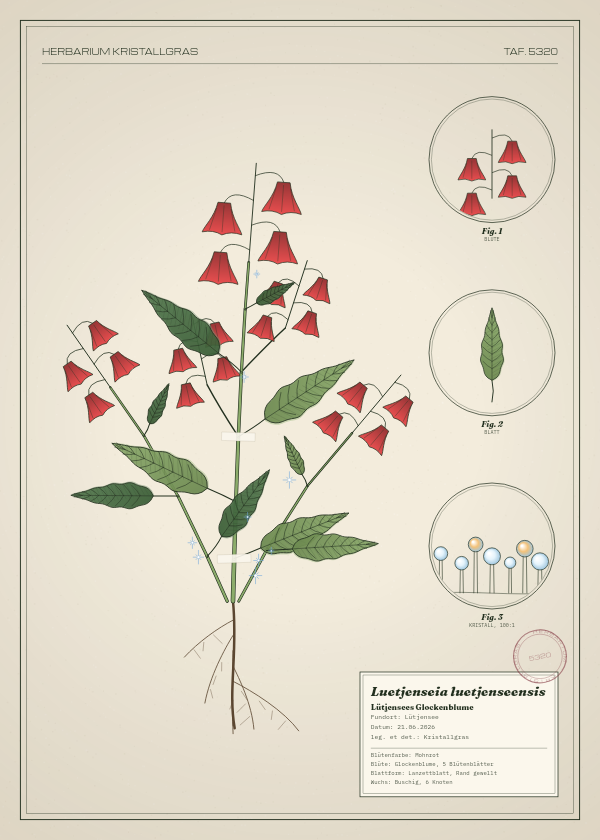 Botanische Tafel: Luetjenseia luetjenseensis, eine erfundene Pflanze aus Lütjensee, gezeichnet wie in einem alten Pflanzenatlas