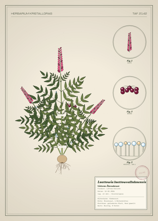 Botanische Tafel: Luettowia luettowvalluhnensis, eine erfundene Pflanze aus Lüttow-Valluhn, gezeichnet wie in einem alten Pflanzenatlas
