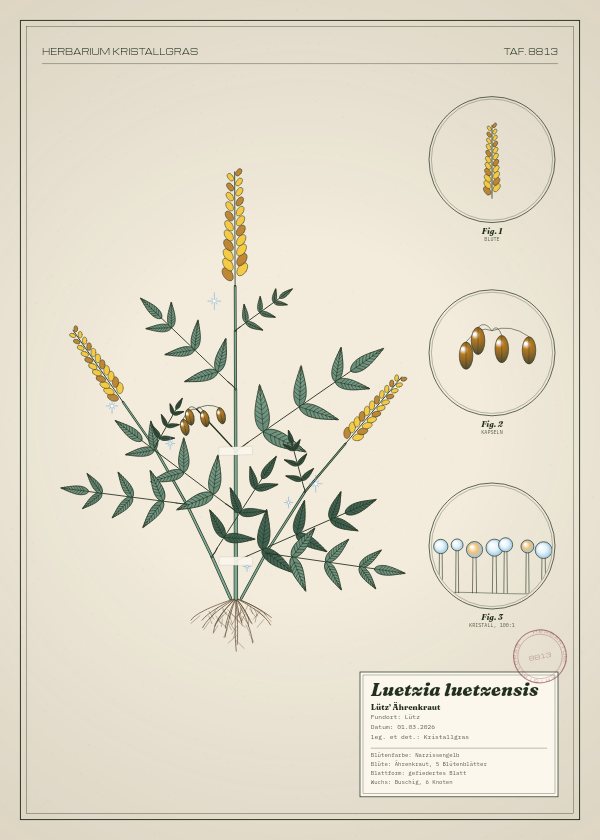 Botanische Tafel: Luetzia luetzensis, eine erfundene Pflanze aus Lütz, gezeichnet wie in einem alten Pflanzenatlas
