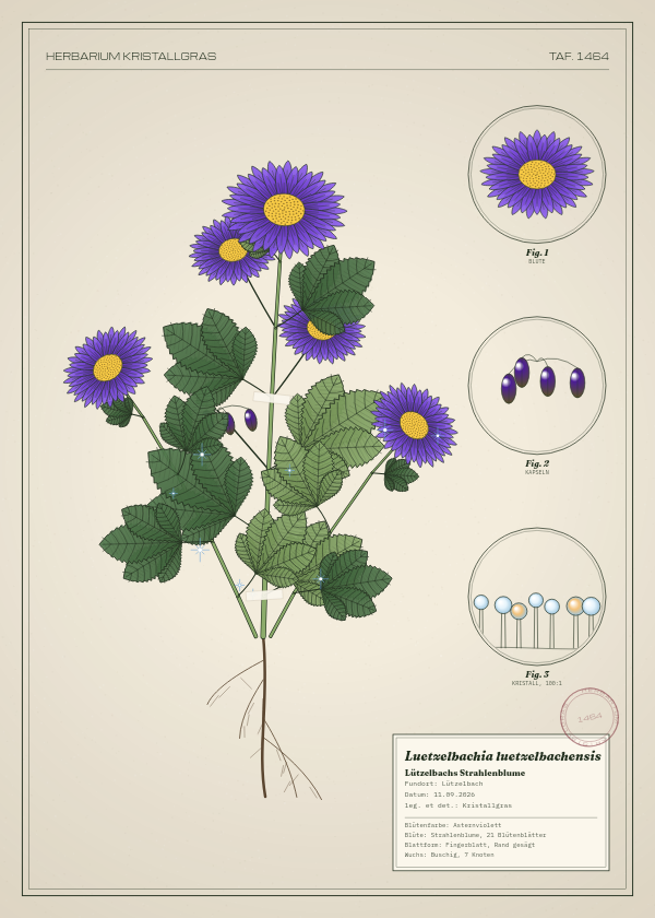 Botanische Tafel: Luetzelbachia luetzelbachensis, eine erfundene Pflanze aus Lützelbach, gezeichnet wie in einem alten Pflanzenatlas