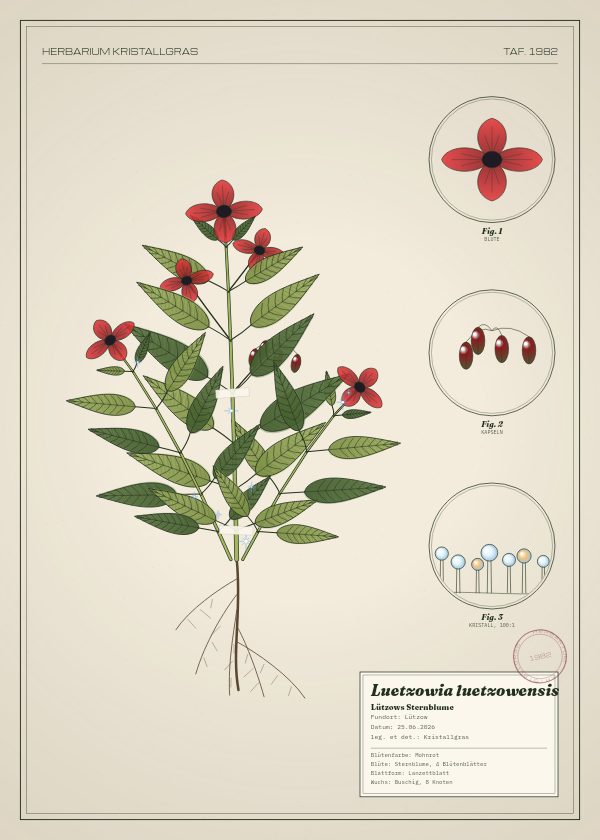 Botanische Tafel: Luetzowia luetzowensis, eine erfundene Pflanze aus Lützow, gezeichnet wie in einem alten Pflanzenatlas