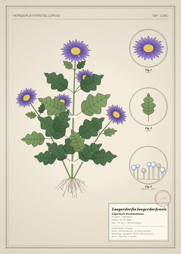 Botanische Tafel: Laegerdorfia laegerdorfensis, eine erfundene Pflanze aus Lägerdorf, gezeichnet wie in einem alten Pflanzenatlas