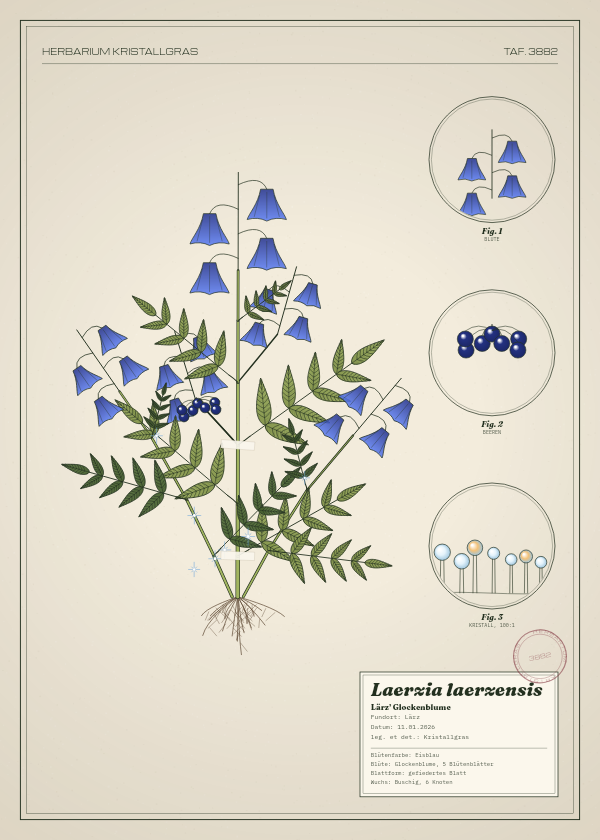 Botanische Tafel: Laerzia laerzensis, eine erfundene Pflanze aus Lärz, gezeichnet wie in einem alten Pflanzenatlas