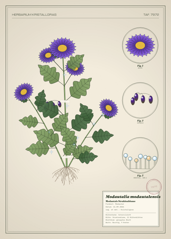 Botanische Tafel: Modautalia modautalensis, eine erfundene Pflanze aus Modautal, gezeichnet wie in einem alten Pflanzenatlas