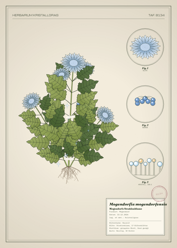 Botanische Tafel: Mogendorfia mogendorfensis, eine erfundene Pflanze aus Mogendorf, gezeichnet wie in einem alten Pflanzenatlas