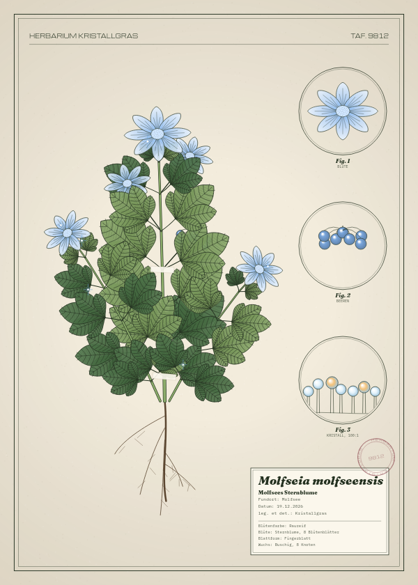 Botanische Tafel: Molfseia molfseensis, eine erfundene Pflanze aus Molfsee, gezeichnet wie in einem alten Pflanzenatlas