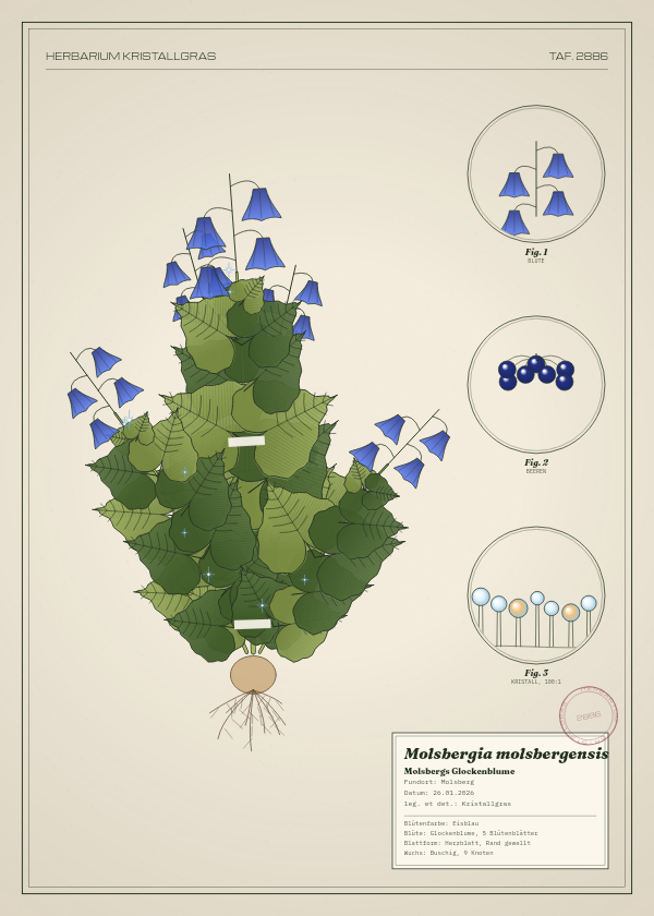 Botanische Tafel: Molsbergia molsbergensis, eine erfundene Pflanze aus Molsberg, gezeichnet wie in einem alten Pflanzenatlas