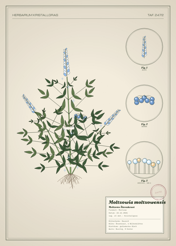 Botanische Tafel: Moltzowia moltzowensis, eine erfundene Pflanze aus Moltzow, gezeichnet wie in einem alten Pflanzenatlas